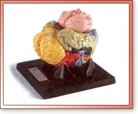 Cerebro Dividido en Cinco Partes