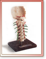 Modelo Cervical de Lujo