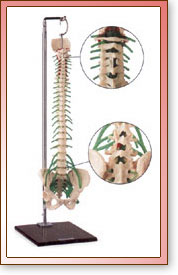 Columna Vertebral de Lujo