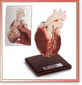 Corazon de 4 secciones