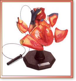 Corazon E.P.