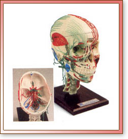 Cr&aacute;neo M&eacute;dico de Lujo
