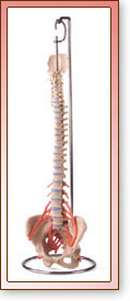 Columna Vertebral Flexible