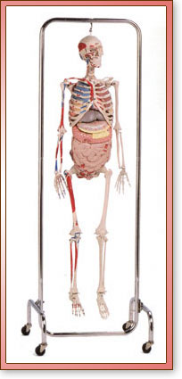 Esqueleto de Biologia de Lujo