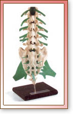 Modelo Lumbar de Lujo