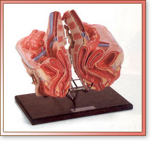 Pelvis Femenina Ginecologica