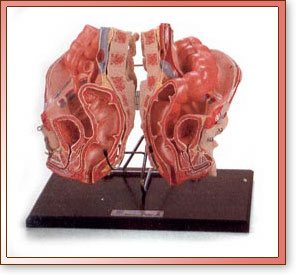 Pelvis Masculina de Lujo