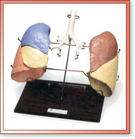 Pulmones en forma lobular