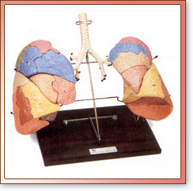 Pulmones Segmentados