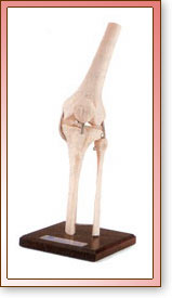 Rodilla con Cartilago Normal