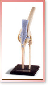 Rodilla Flexible