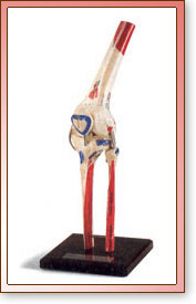 Rodilla Pintada y Marcada con Cartilago Rasgado