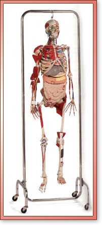 Skele-Torso
