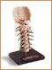 Modelo Cervical de Lujo