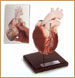 Corazon de 4 secciones
