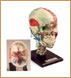 Cr&aacute;neo M&eacute;dico de Lujo