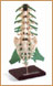 Modelo Lumbar de Lujo