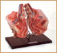 Pelvis Femenina Ginecologica