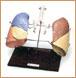 Pulmones en forma lobular