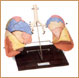 Pulmones Segmentados