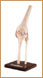 Rodilla con Cartilago Normal