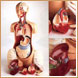 Torso de Ense&ntilde;anza Avanzado KnowBody