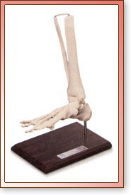 Pie/Tobillo con Ligamentos