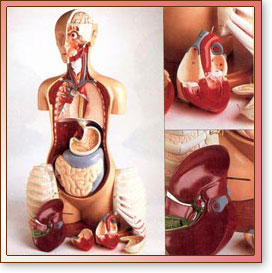 Torso de Ense&ntilde;anza Avanzado KnowBody